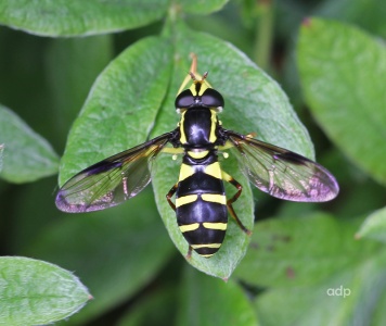 Xanthogramma pedissequum, female, Alan Prowse